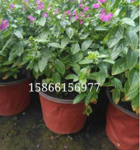 批發盆栽滿天星紫花滿天星客廳陽臺綠植盆栽花卉常年開花不斷