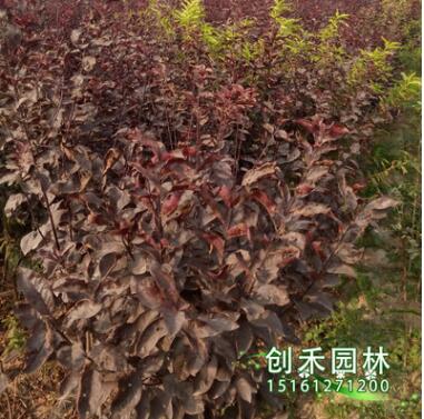 自產自銷 綠化苗木紫葉矮櫻 紫葉矮櫻苗 規格齊全 品種齊全易成活