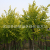 欒樹樹苗綠化工程苗 正宗金葉欒樹苗 金葉欒小苗 彩葉樹種