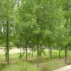 基地出售規(guī)格齊全綠化專用白蠟 耐寒耐旱白蠟一年苗 原產(chǎn)地發(fā)貨￥