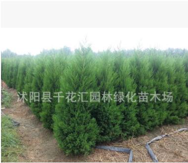 批發(fā)綠化苗木檜柏 檜柏價(jià)格 檜柏基地50公分塊柏、80公分小檜柏