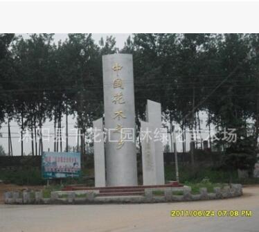 批發(fā)綠化苗木瓜子黃楊 小葉黃楊 綠化苗木 庭院街道植物綠籬