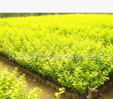 批發(fā) 金葉女貞 綠化苗木 金葉女貞小苗 彩色苗木