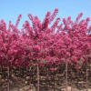 【供應】北美海棠 長勢最快花期最長 冬天不落果海棠苗木現貨批發