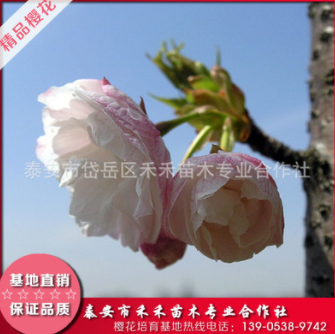 一葉櫻花苗基地大量出售櫻花樹苗可嫁接易成活造型盆景櫻花樹苗
