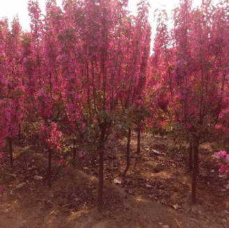 精品絢麗海棠苗 當(dāng)年開花景觀苗 高1米量大 基地發(fā)貨迅速