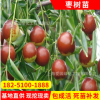 供應易成活梨棗棗樹苗 產量高金絲4號棗樹苗 直銷棗樹苗