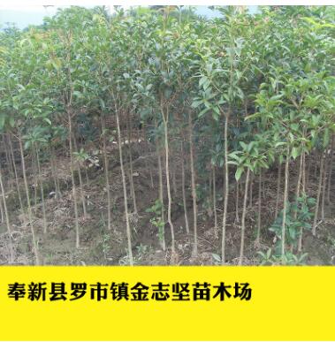 四季常青桂花苗 綠化苗木 植物盆栽花卉桂花樹苗