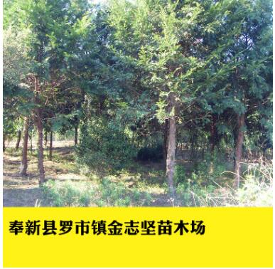 供應(yīng)多規(guī)格紅豆杉杯苗 南方紅豆杉植物 基地批發(fā)植物園林綠化樹