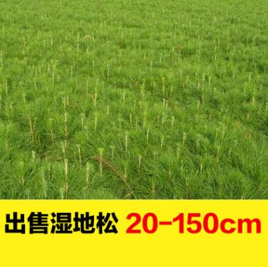 大量現(xiàn)貨濕地松樹苗 批發(fā)大型基地苗木植樹選林專用濕地松特價(jià)