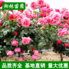 基地供應(yīng)樹(shù)狀月季大花月季樹(shù)獨(dú)桿月季 樹(shù)樁月季 規(guī)格齊全量大優(yōu)惠