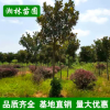 批發(fā)廣玉蘭 精品造型庭院植物廣玉蘭樹(shù)苗庭院花卉苗木 基地直銷