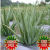 庫拉索中國蘆薈苗基地直銷美容綠植盆栽食用美容中華大蘆薈多肉