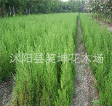 檜柏苗批發(fā) 塔柏 蜀檜小苗 塔柏工程綠化檜柏小苗