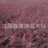 批發優質紅葉小檗苗 紅葉小檗 工程綠化苗 規格齊全量大優惠