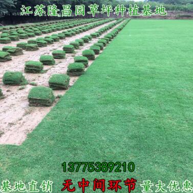 帶土真草草坪草皮地毯園林戶外綠化專用虎皮草中華結縷草批發