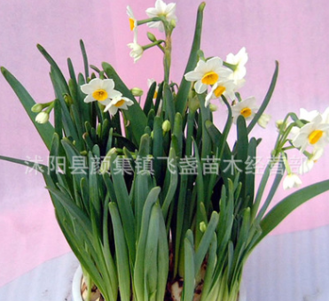 批發水仙種球可土培水培 辦公室桌面盆栽水仙種球綠植品種齊全