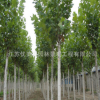 法桐樹苗批發(fā)行道風(fēng)景樹 速生法國(guó)梧桐樹工程綠化苗木 市政工程
