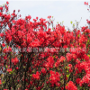 叢生映山紅樹苗批發(fā)市政工程苗木 滿山紅觀賞花卉杜鵑花苗