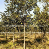 樸樹樹苗批發(fā)工程綠化苗木行道風(fēng)景樹叢生樸樹苗精品造型盆景