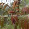 香椿苗批發嫁接紅油香椿果樹苗 庭院盆栽紅芽香椿樹苗 當年結果