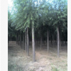 最新產地旱柳樹價格 平頭旱柳廠家批發報價河北旱柳苗價格