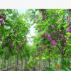 河北保定苗木基地直銷香花槐紫花槐大小規格齊全現挖現賣