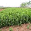 基地直銷大葉黃楊樹苗 衛矛床苗 扦插苗 根系好 衛矛小苗 工程苗