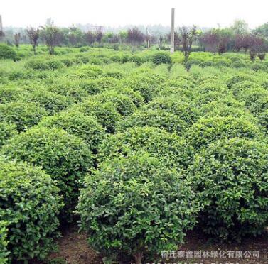 小葉黃楊球批發工程綠化苗木常綠灌木花卉瓜子黃楊球 黃楊苗