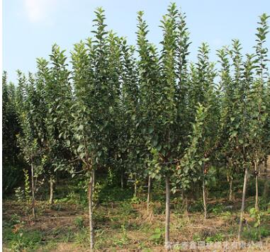 西府海棠樹苗批發市政園林工程綠化苗木庭院觀賞西府海棠花苗