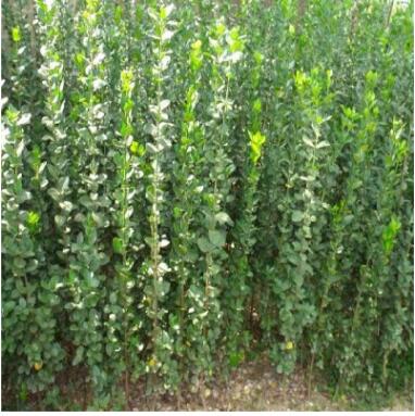 基地 直銷山東北海道黃楊 1-4米規(guī)格齊全易成活