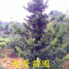 優質喬木原生羅漢松 最優惠價格銷售8-25公分羅漢松
