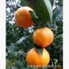 批發(fā)精品二年土球興津58明日見(jiàn)柑桔苗 興津58阿斯蜜柑橘苗