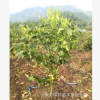 批發(fā)精品三年土球愛(ài)媛28紅美人柑橘苗 愛(ài)媛28紅美人柑桔苗