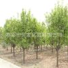 批發嫁接果樹苗 南方北方種植 木瓜苗 盆栽地栽 庭院綠植 規格全