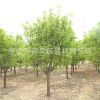 木瓜基地供 優質綠化小苗 藥用木瓜小苗 香木瓜小苗 木瓜樹苗