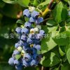 優質藍莓苗基地價格 都克藍莓苗 3年藍莓苗種植管理技術