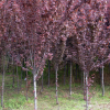 基地供應 綠化苗木 紫葉李苗木 量大優(yōu)惠 、歡迎咨詢！