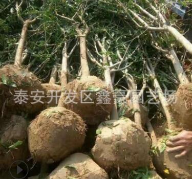 3公分石榴樹苗批發 果石榴泰山紅石榴軟籽石榴樹苗