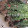 湖南基地直銷綠化苗木羅漢松樹苗 羅漢松價格 羅漢松小苗高100cm