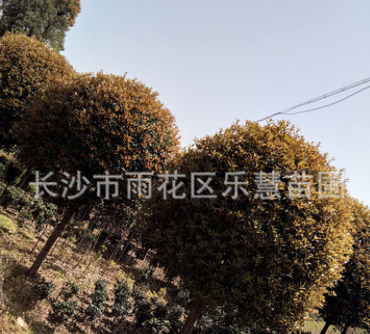 批發八月桂花樹 湖南園林綠化苗木大桂花樹價額 風景樹6-10-15-20