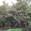 湖南長沙樂慧苗圃供應常綠喬木廣玉蘭15-20-25苗木園林綠化行道樹