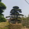 湖南樂慧苗圃供應造型羅漢松 庭院景觀樹木 羅漢松樁 園林植物