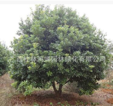 大量供應楊梅 裸根楊梅苗 楊梅苗批發