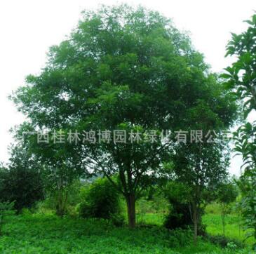 基地提供國槐樹苗 國槐小苗 金葉國槐 棵棵精挑細選