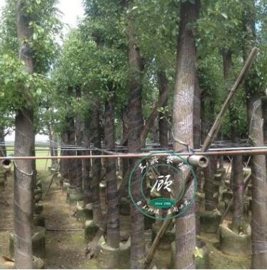香樟樹 綠化苗木樹苗 綠籬道路樹木龍腦樟樹香樟苗驅蚊樹大小規格