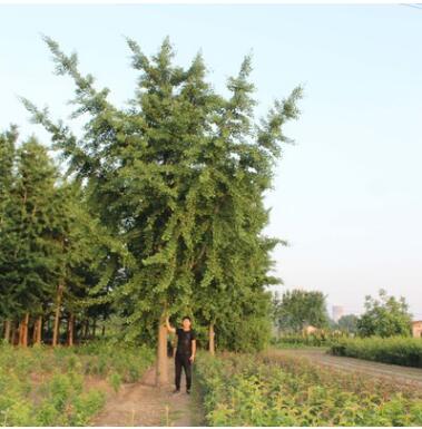 苗圃基地直售銀杏苗 家庭盆栽規格全銀杏苗 風景庭蔭防護銀杏樹