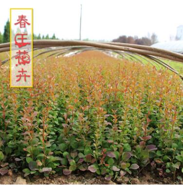 供應優質庭院紅葉小檗床苗小苗成品苗 工程道路小區綠化 彩色苗