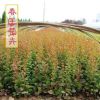 供應優質庭院紅葉小檗床苗小苗成品苗 工程道路小區綠化 彩色苗