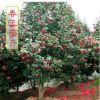 室內庭院盆栽 茶花樹苗 觀花盆景 花卉植物 綠籬用苗